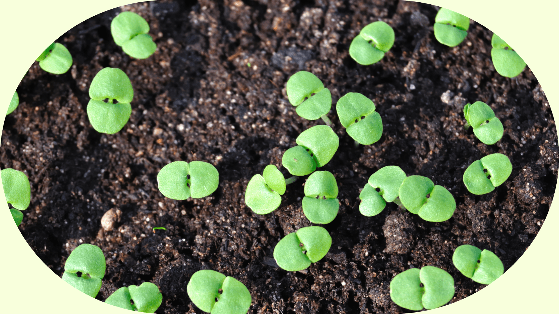 Image of seedlings in dirt